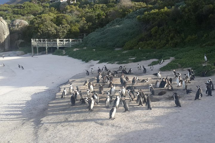 African Penguins